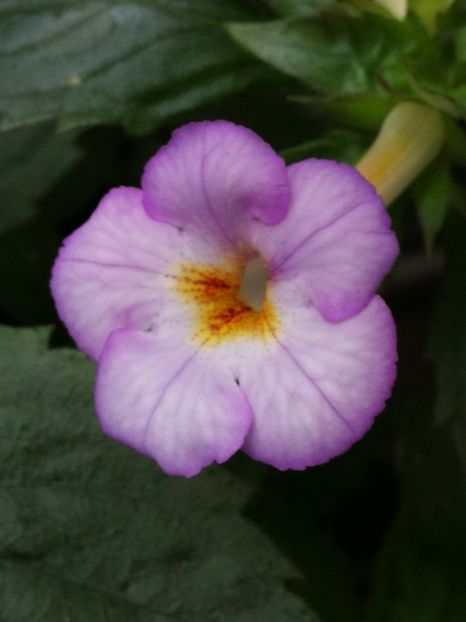  - Achi cu flori simple