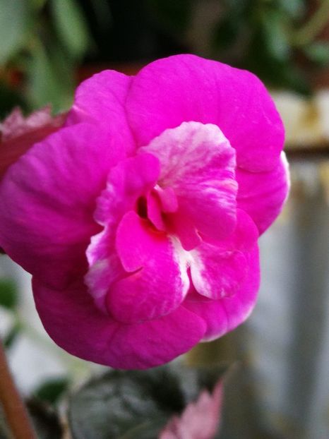 Cherrybomb - Achi cu flori duble