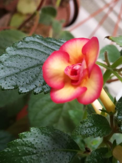 Peach Orchard - Achi cu flori duble