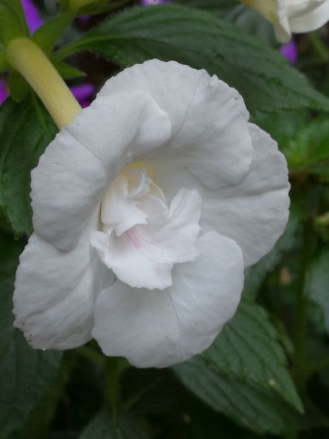  - Achi cu flori duble