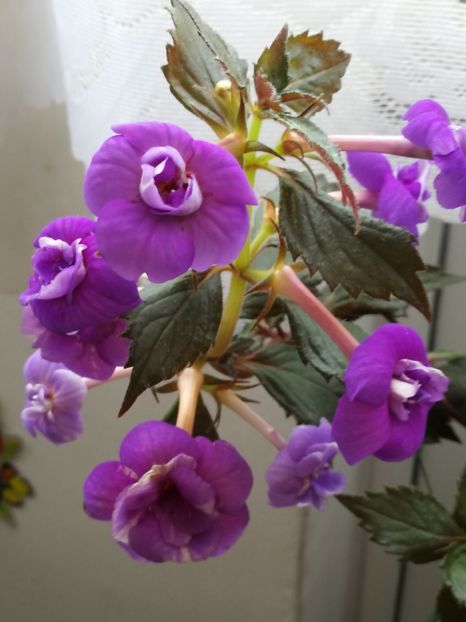  - Achi cu flori duble