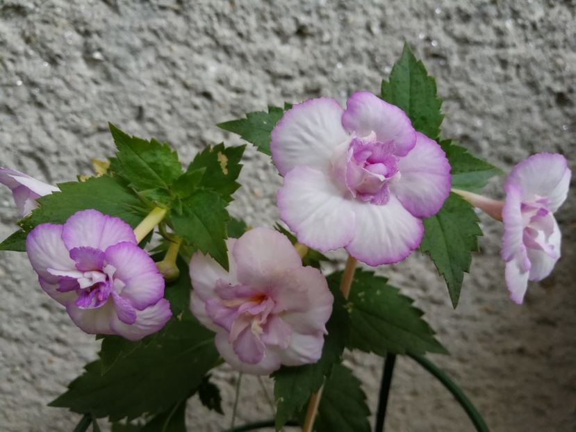  - Achi cu flori duble