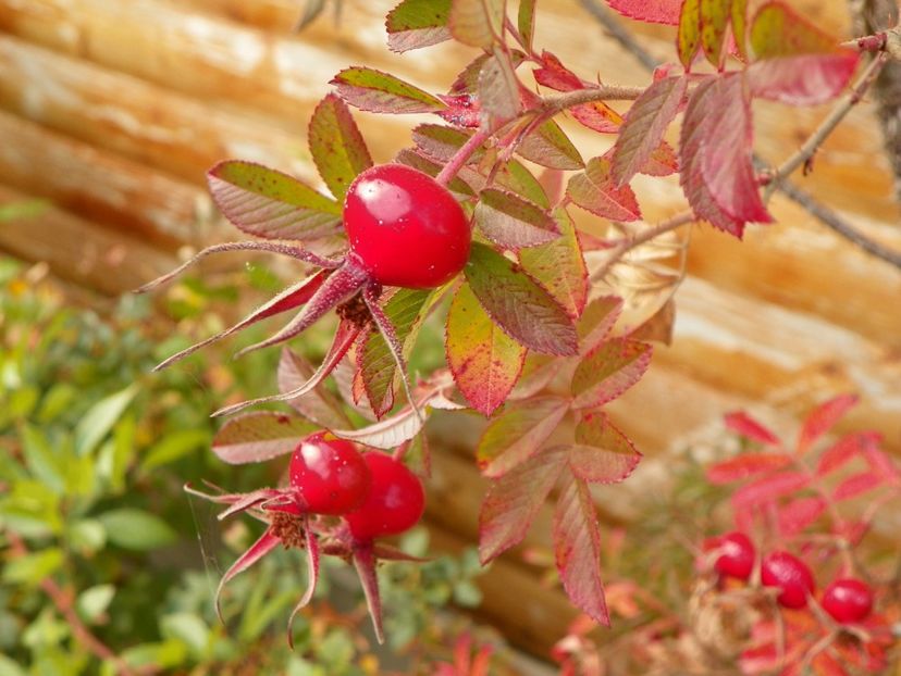 Ann Endt - Trandafiri 2018 5