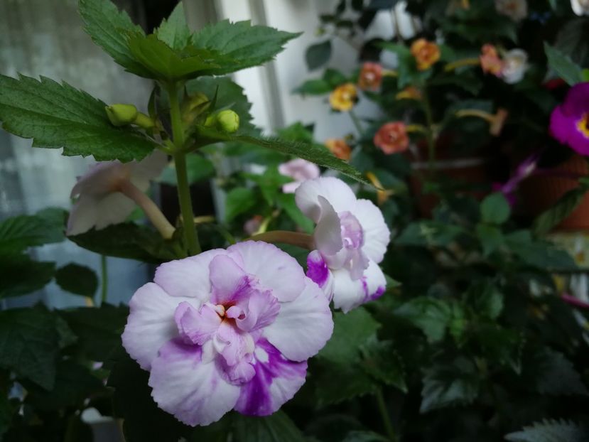  - Achi cu flori duble