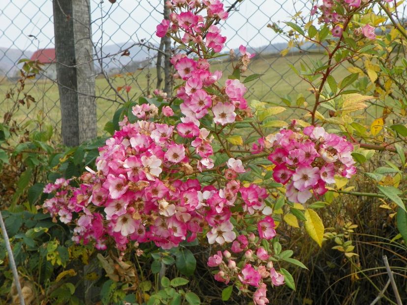 Mozart - Trandafiri 2018 5