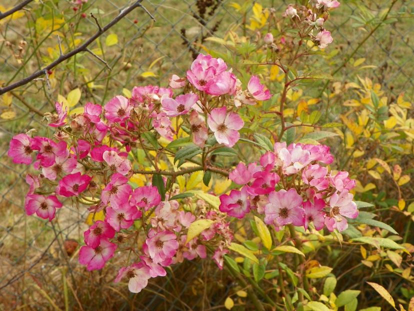 Mozart - Trandafiri 2018 5