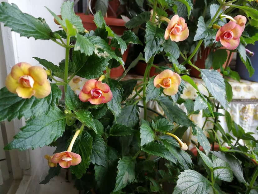  - Achi cu flori duble