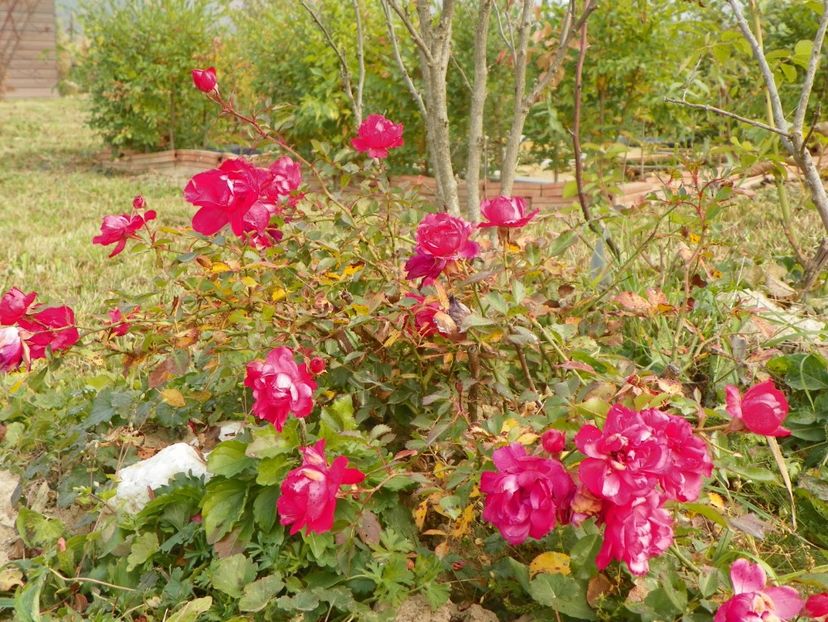 Rody - Trandafiri 2018 5