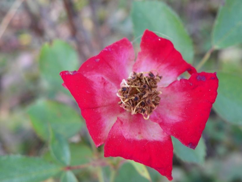 Eye Paint - Trandafiri 2018 5