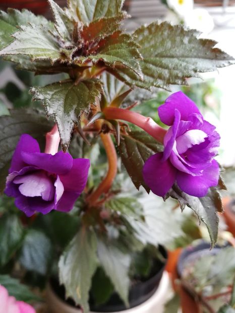  - Achi cu flori duble