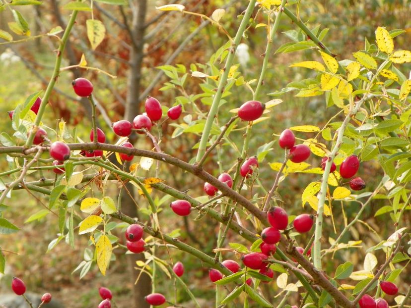 rosa canina - Trandafiri 2018 5