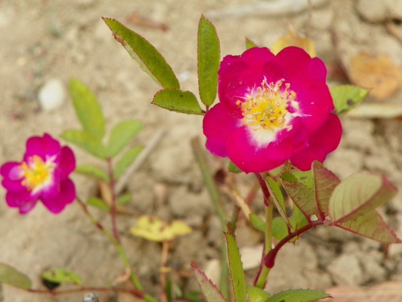 Lauren din butas - Trandafiri 2018 5