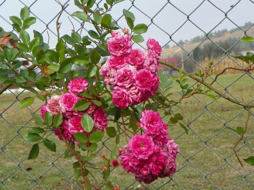 Super Dorothy - Trandafiri 2018 5