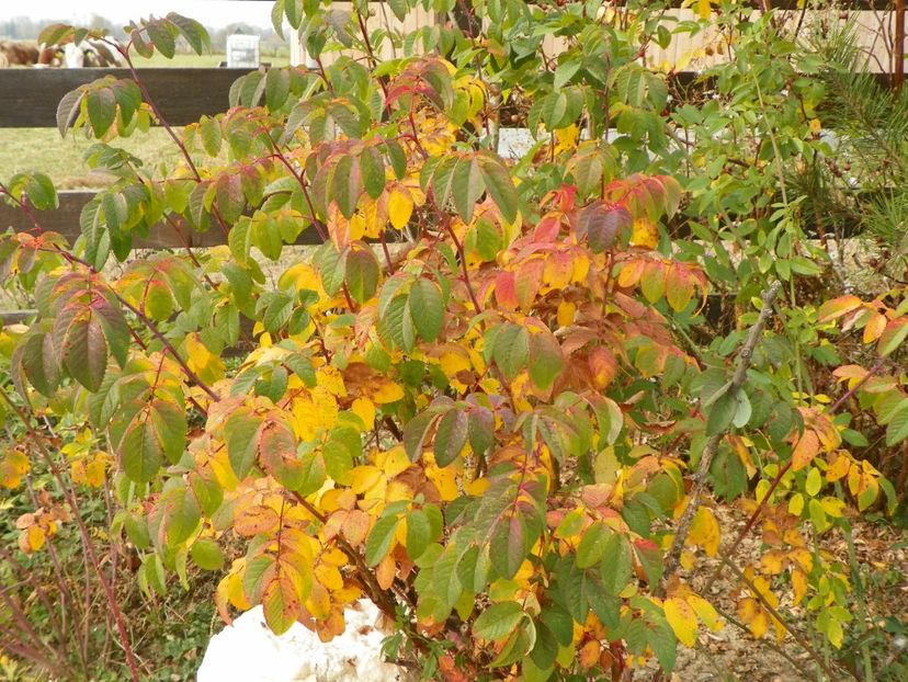 Splendens - Trandafiri 2018 5