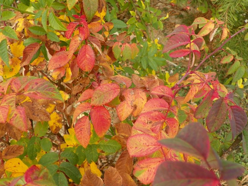 Splendens - Trandafiri 2018 5