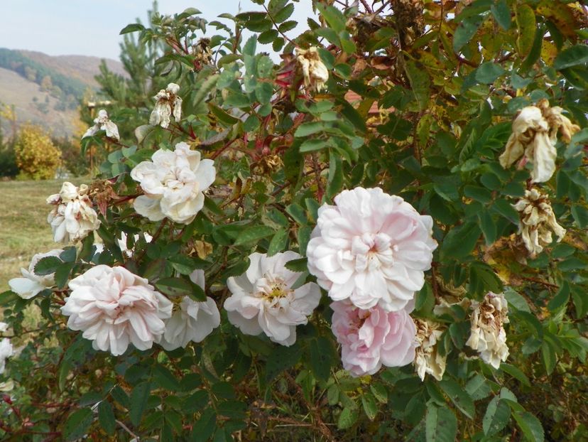 Stanwell Perpetual - Trandafiri 2018 5