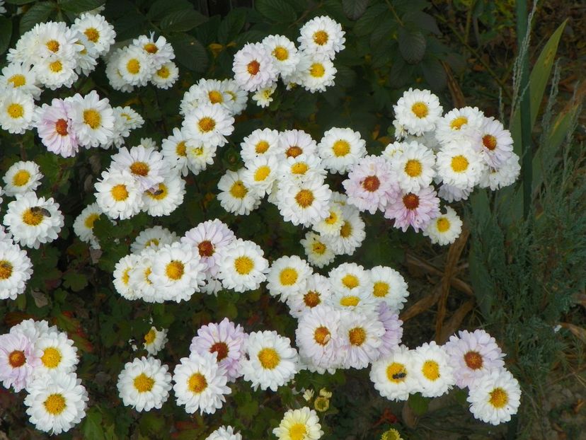 tufanele - Dobarland 2018 4