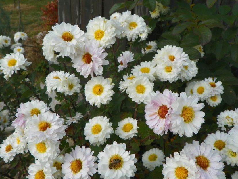 tufanele - Dobarland 2018 4