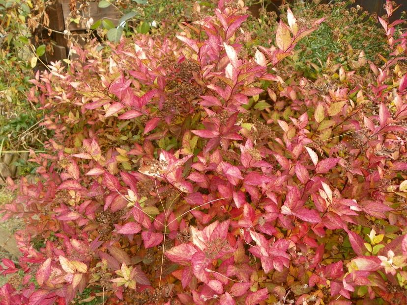 spiraea Goldmound - Dobarland 2018 4