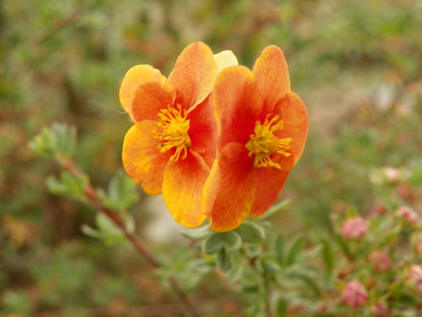 potentilla fruticosa Mango Tango - Dobarland 2018 4