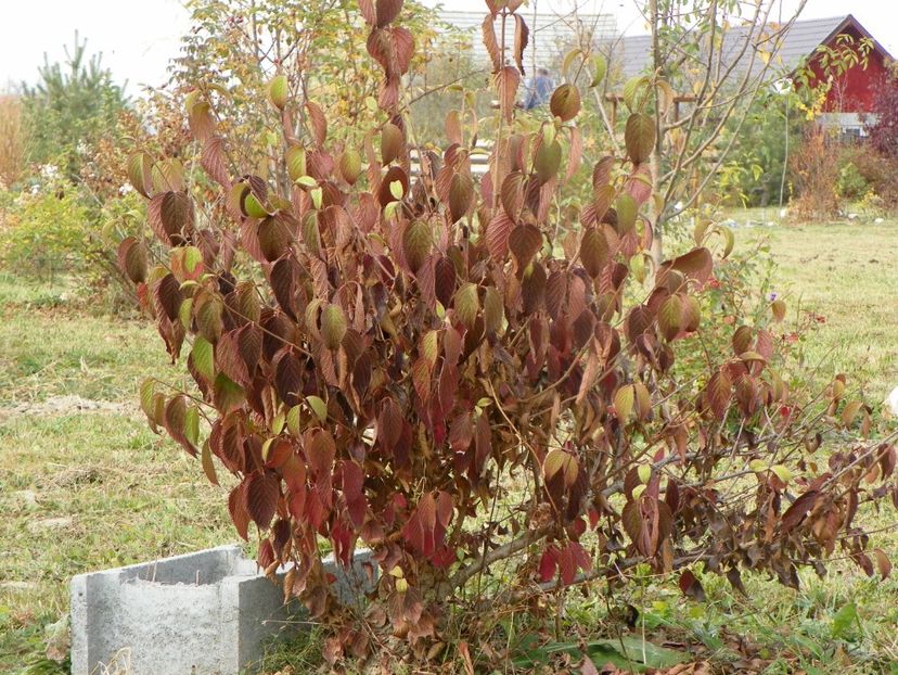viburnum tomentosum - Dobarland 2018 4