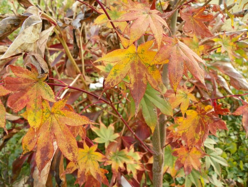 acer palmatum Osakazuki - Dobarland 2018 4
