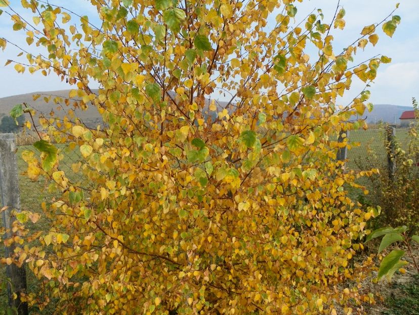 betula utilis - Dobarland 2018 4