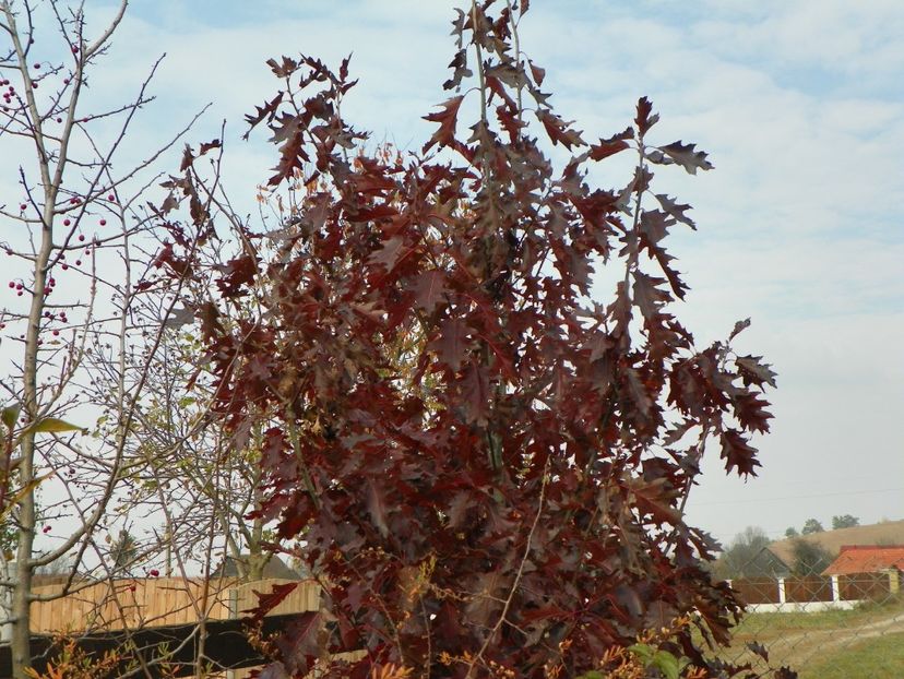 quercus Rubra - Dobarland 2018 4