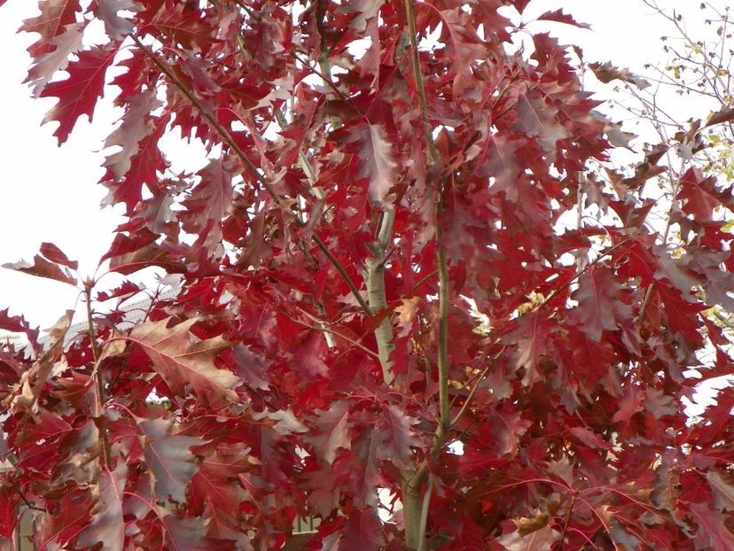 quercus Rubra - Dobarland 2018 4