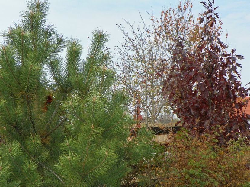pinus nigra si quercus Rubra - Dobarland 2018 4
