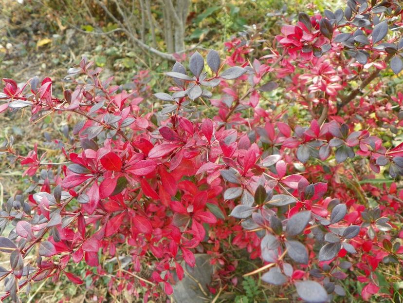 berberis Red Jewel - Dobarland 2018 4
