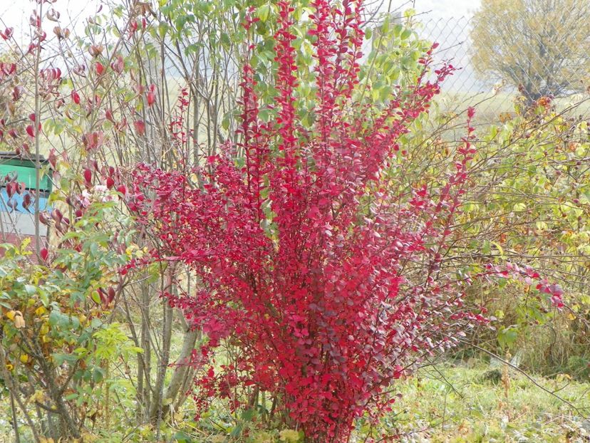 berberis Orange Rocket - Dobarland 2018 4