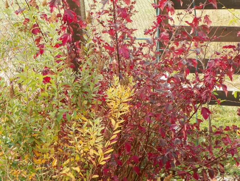 physocarpus Andre - Dobarland 2018 4