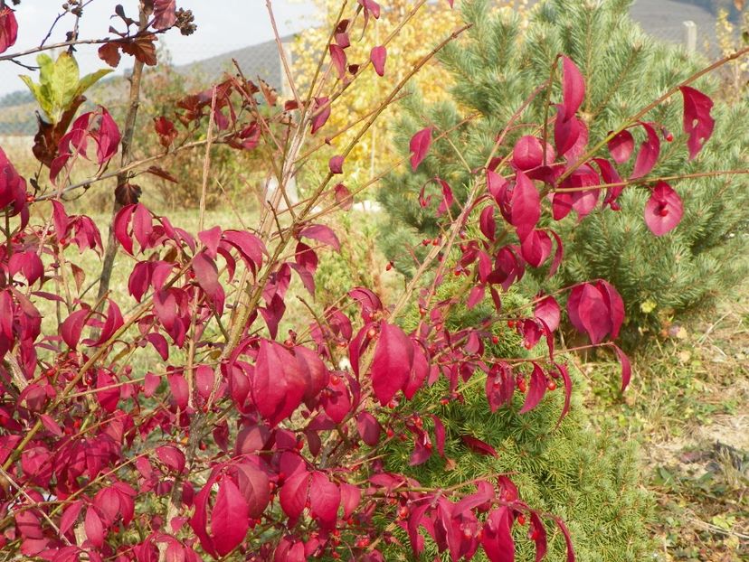 euonymus alatus compactus - Dobarland 2018 4