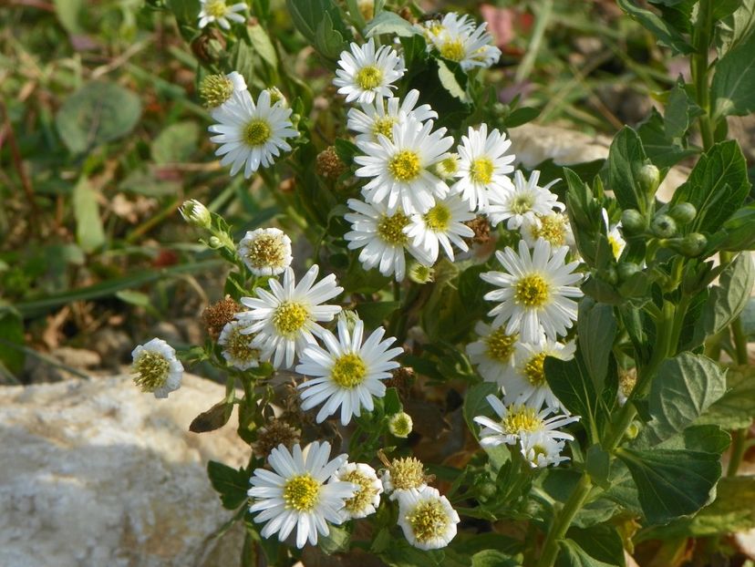 aster ageratoides Starshine - Dobarland 2018 4