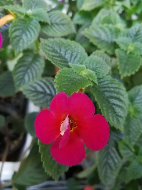 Amazing Grace - Achimenes rosu