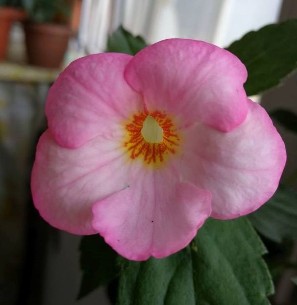 Christmas Lollypop - Achimenes roz