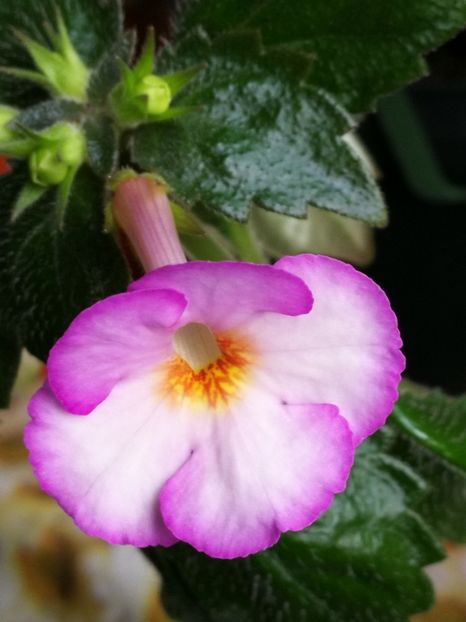  - Achimenes bicolor