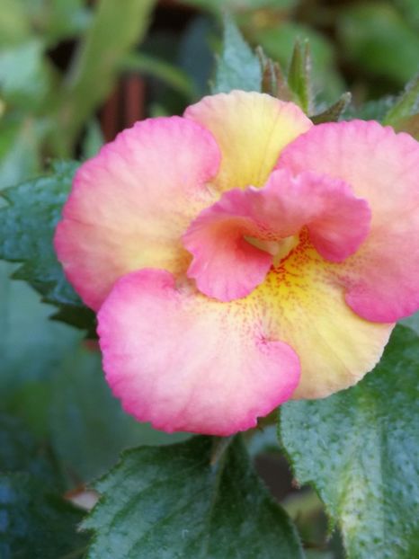  - Achimenes bicolor