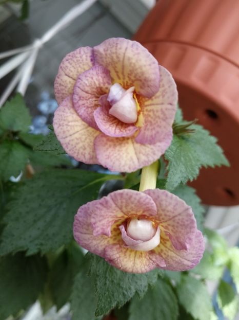 - Achimenes bicolor