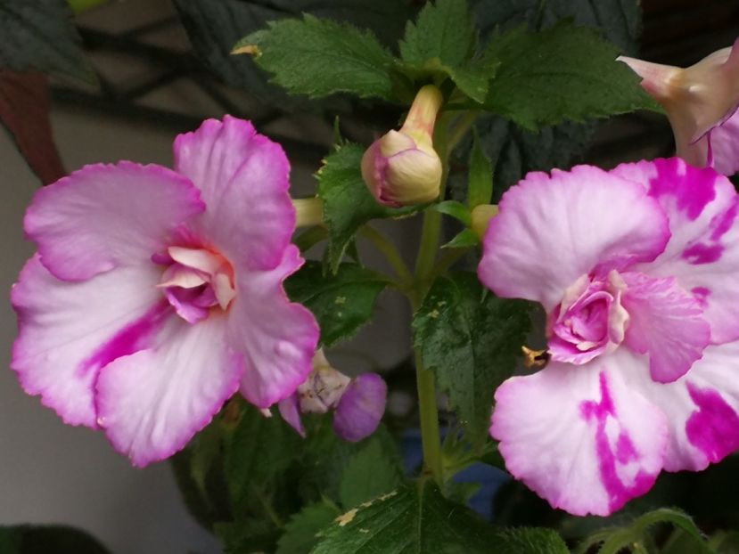  - Achimenes bicolor