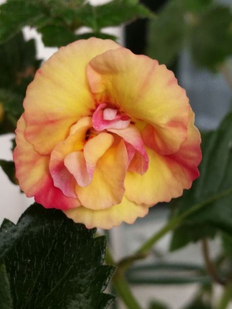  - Achimenes bicolor