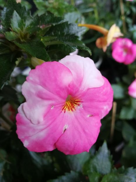  - Achimenes bicolor