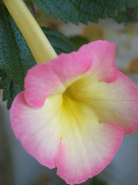  - Achimenes bicolor