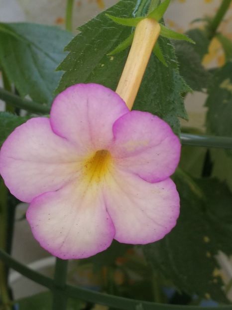  - Achimenes bicolor