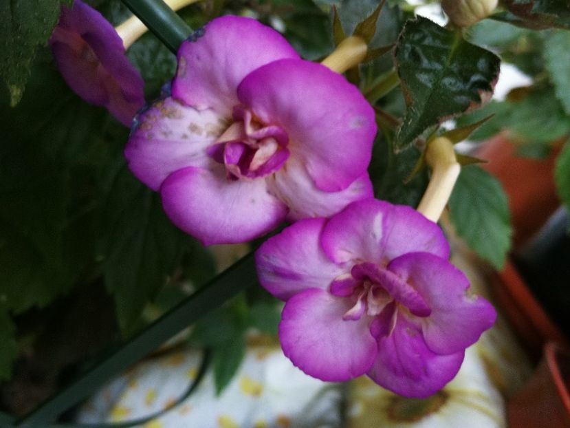  - Achimenes magenta