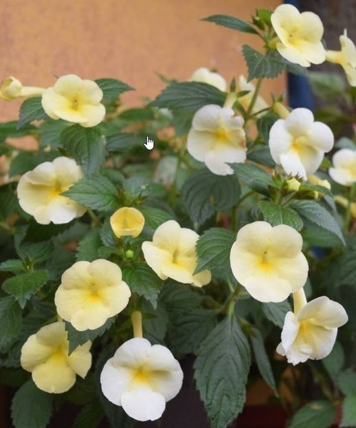 x Himalayan Sunrise - Achimenes galben
