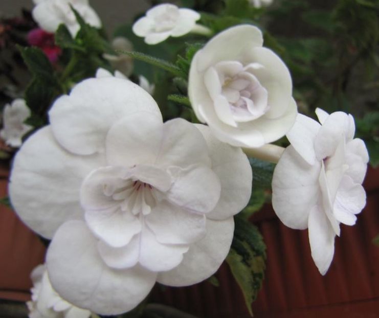 Double Picotee Rose - Achimenes alb