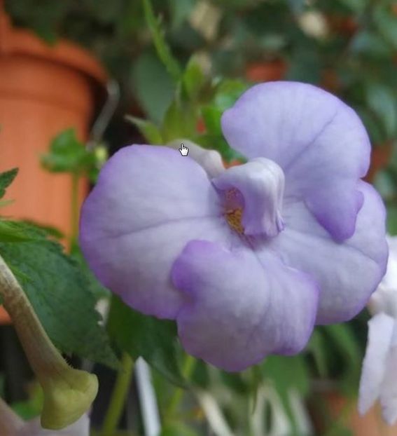 Blue Temptation - Achimenes blue