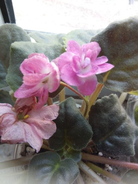 Playfull Spectacular - Violete 2018